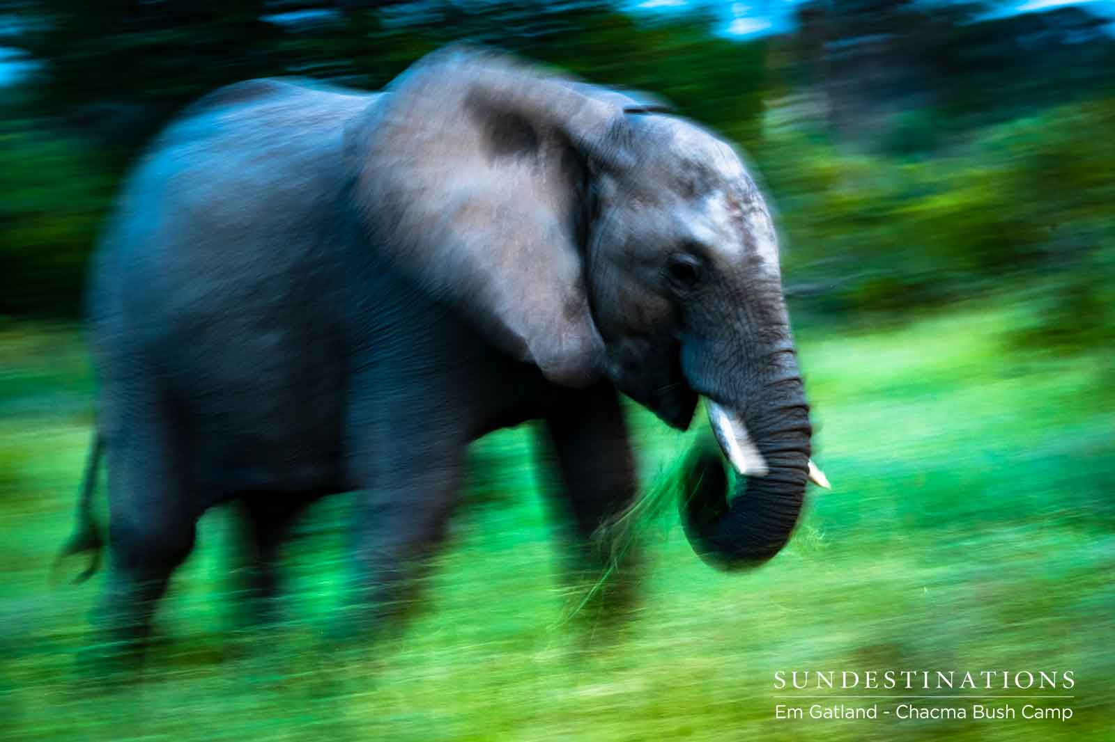 Elephants in the Maseke Game Reserve