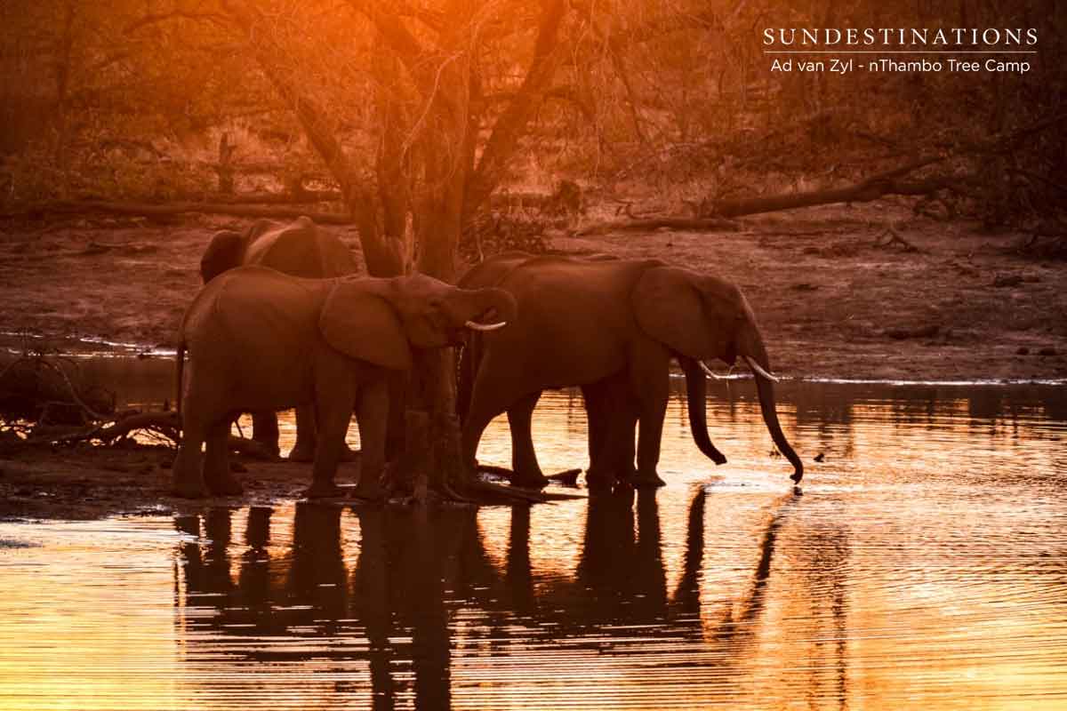Elephants at Sunset - nThambo