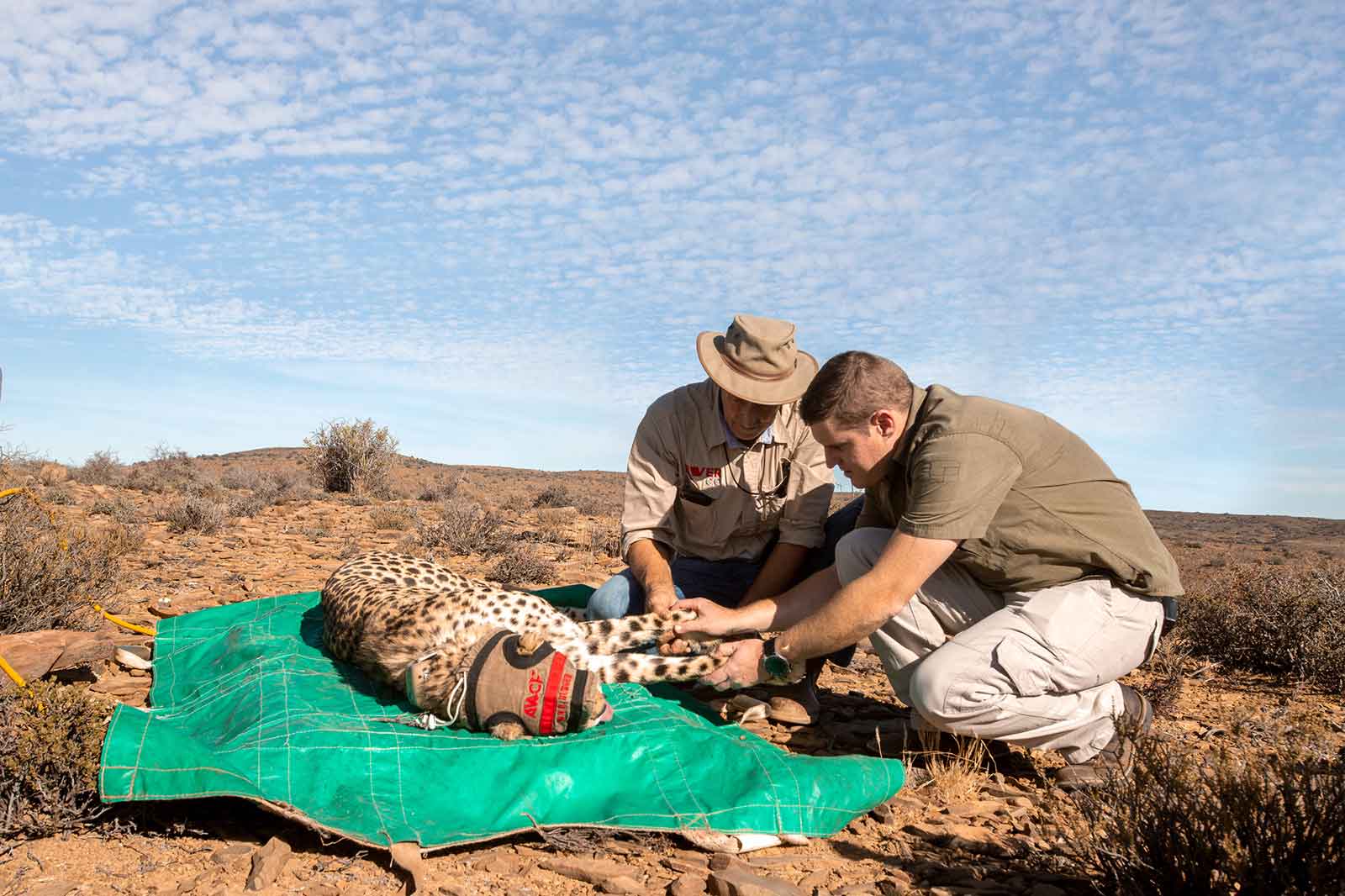 Darting of Cheetah