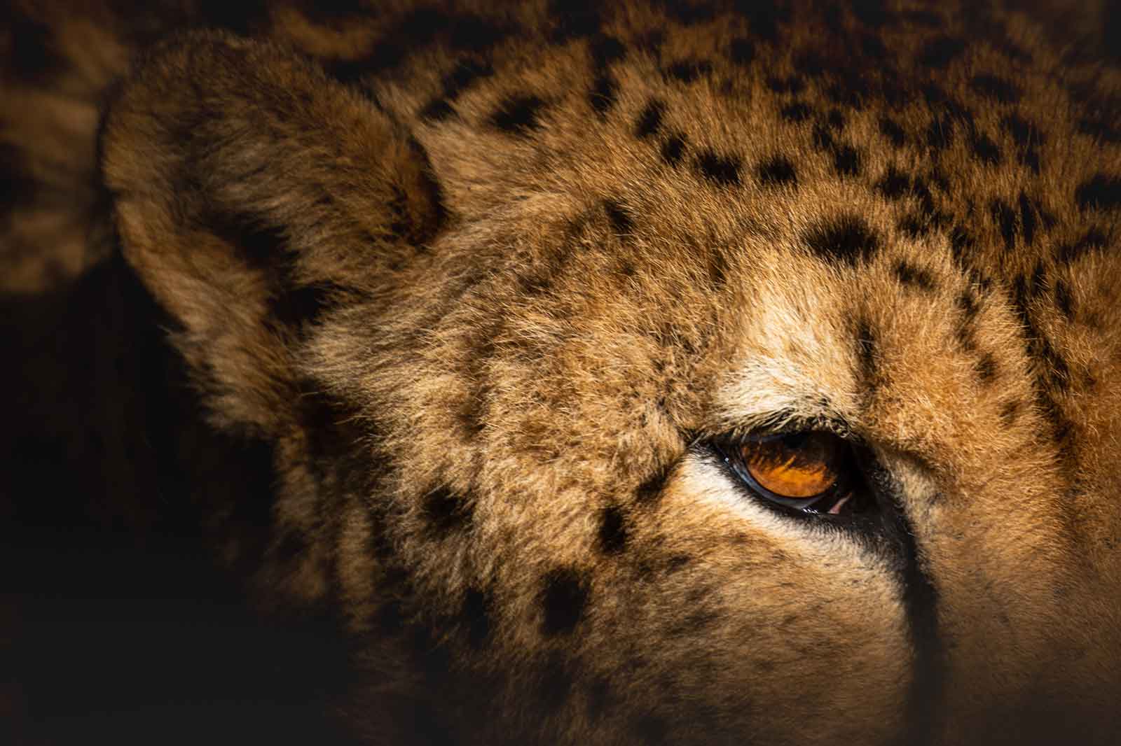 Roam Cheetah Eyes