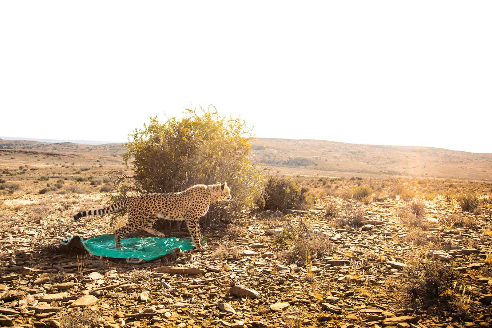 Roam Cheetah Wilderness