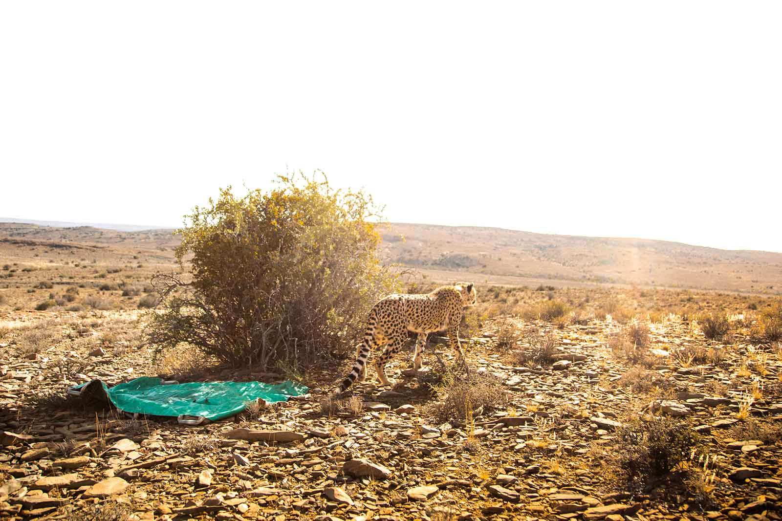 Roam Cheetahs Wilderness Karoo