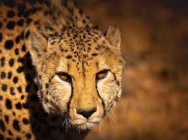 Roaming photographer and videogapher, Teagan Cunniffe, was recently on assignment at Roam Private Game Reserve. She caught up with the team from Roam, and documented the darting and GPS collaring of one of the male cheetah. In her video she interviews Don from Roam and Dr Willem Burger from EWT. The darting and fitting of […]