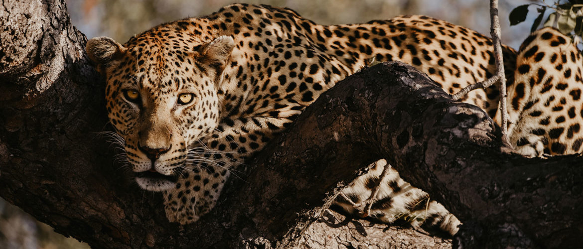 #AfricaTravel | Meg Donati Tells All In Her Safari Blog