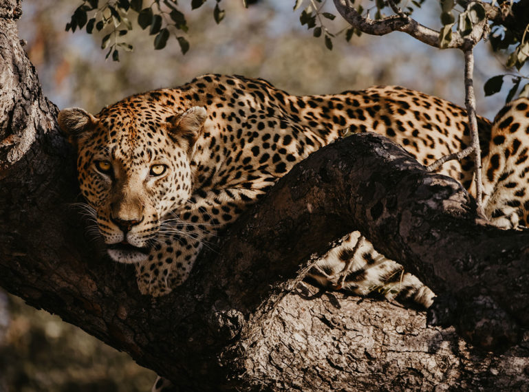 #AfricaTravel | Meg Donati Tells All In Her Safari Blog