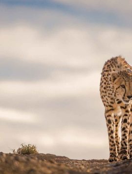 Cheetah in the Karoo