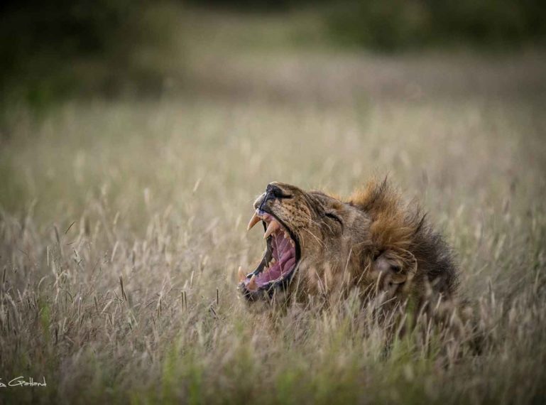 Vuyela Lion Roaring