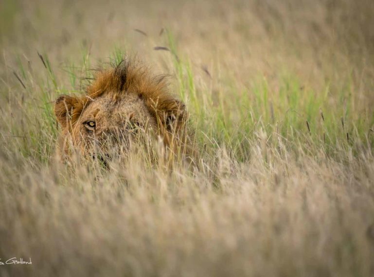 Historical Overview: Africa on Foot has TINY Lion Cubs