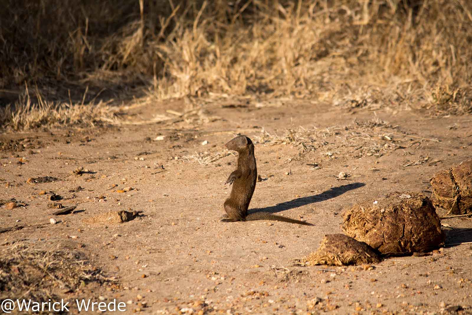 Mongoose in the Klaserie