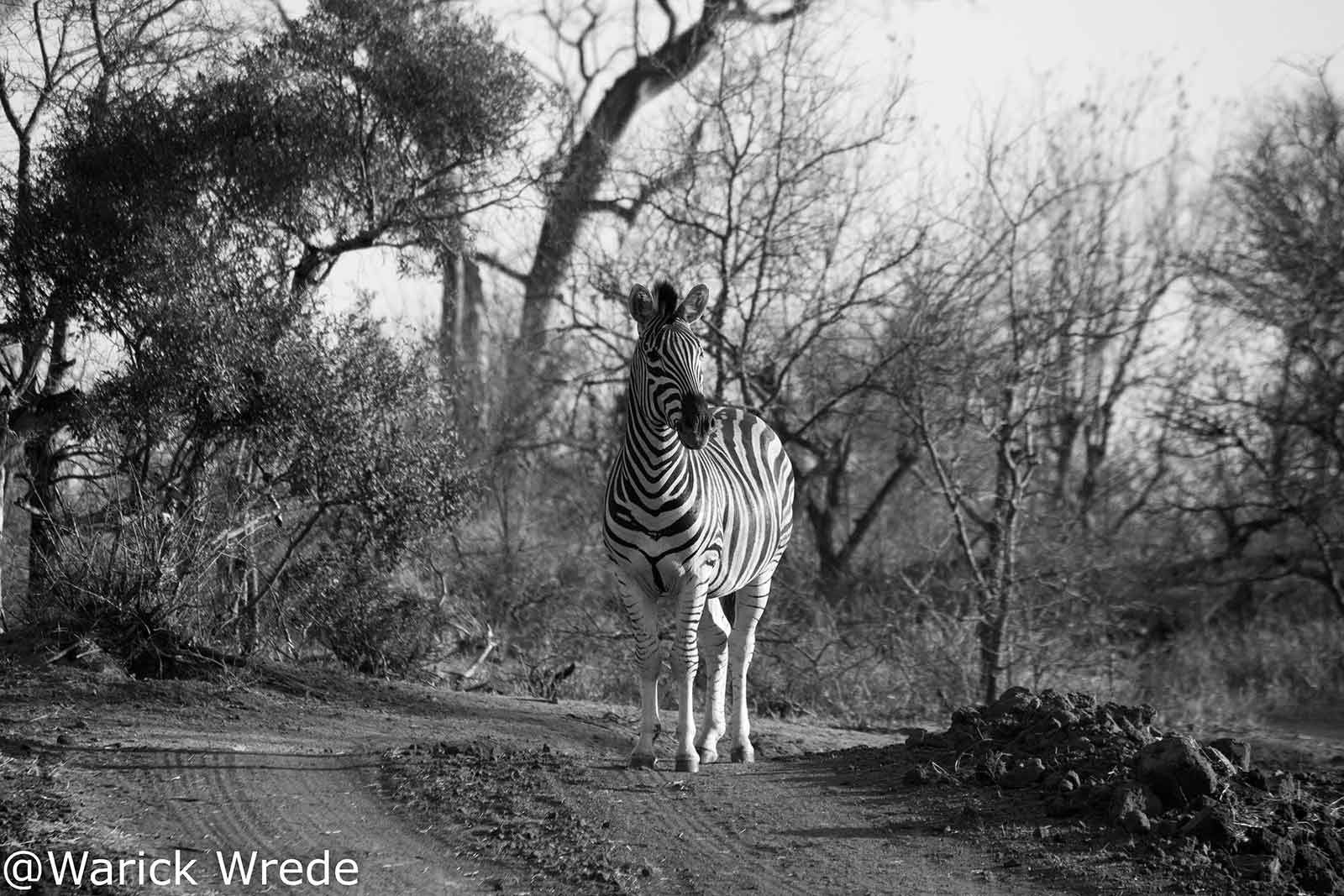 Zebras at nThambo Tree Camp