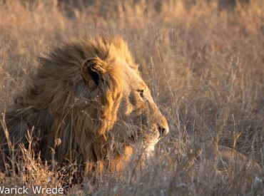 Warick Wrede, one of the managers of nThambo Tree Camp, furnished us with a sightings update from the Klaserie. In his post below, he reminds us of the Vuyela’s history and bloodline. These lions are no stranger to the nThambo and Africa on Foot traverse, and provide fairly consistent sightings.  Warick’s update is below.  Let […]