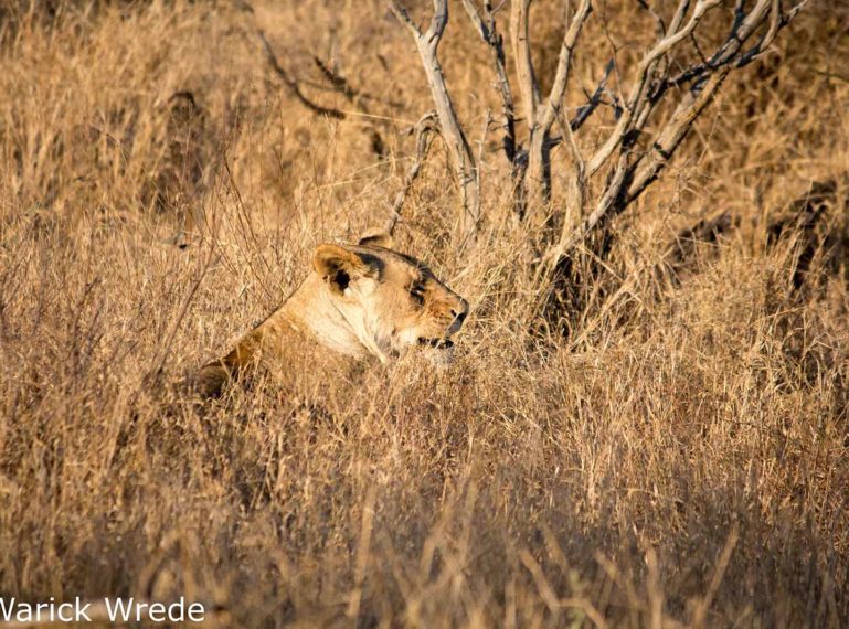 Vuyela Lioness in the Thickets