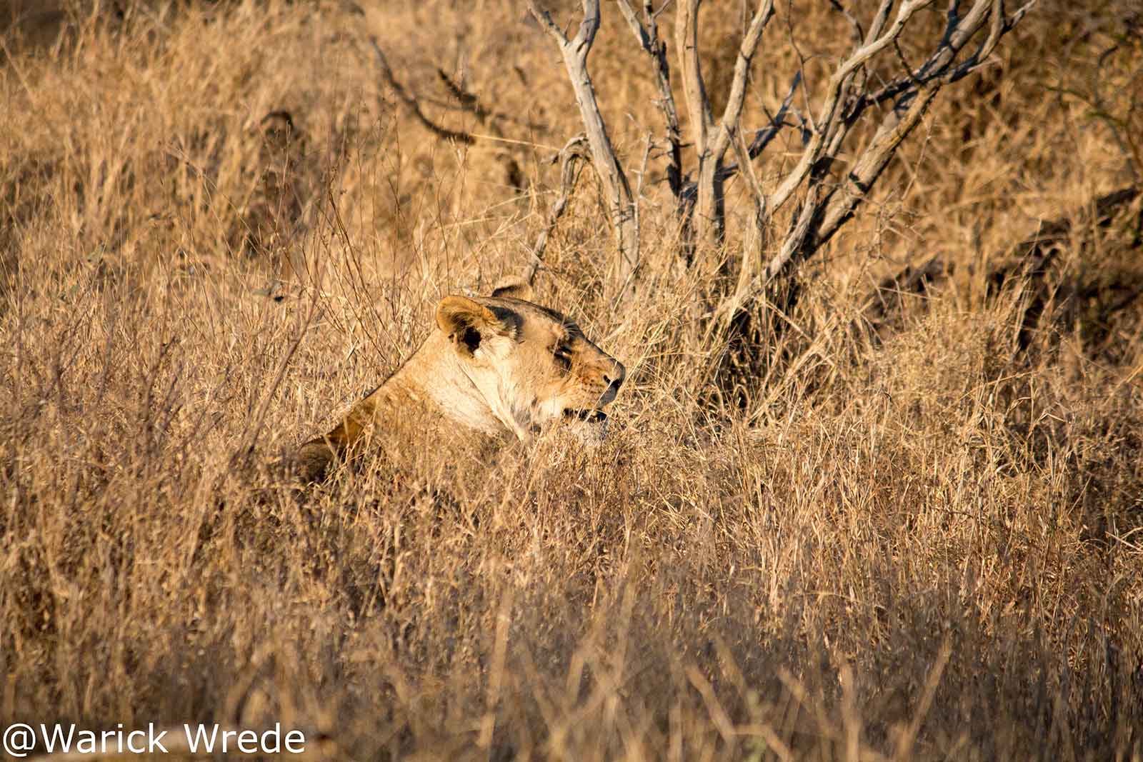 Vuyela Lioness in the Thickets