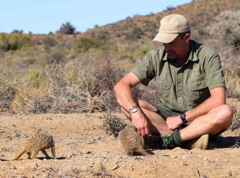 Meet the Meerkats of Roam Safari Lodge