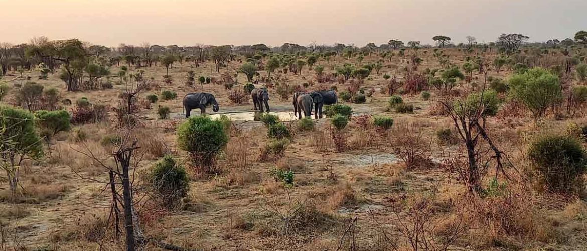 #MonthlyMankwe: Mankwe is Elephant City
