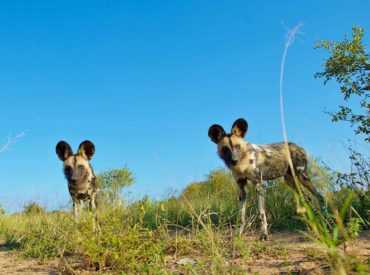 If you’re looking for an authentic Kruger safari in the Sabi Sand area, then Umkumbe Safari Lodge Riverside comes highly recommended. Located in the heart of leopard territory in the prestigious and private Sabie Reserve, Umkumbe Safari Lodge Riverside is bordered by the Kruger National Park and Mala Mala to the east. The ecologically diverse […]