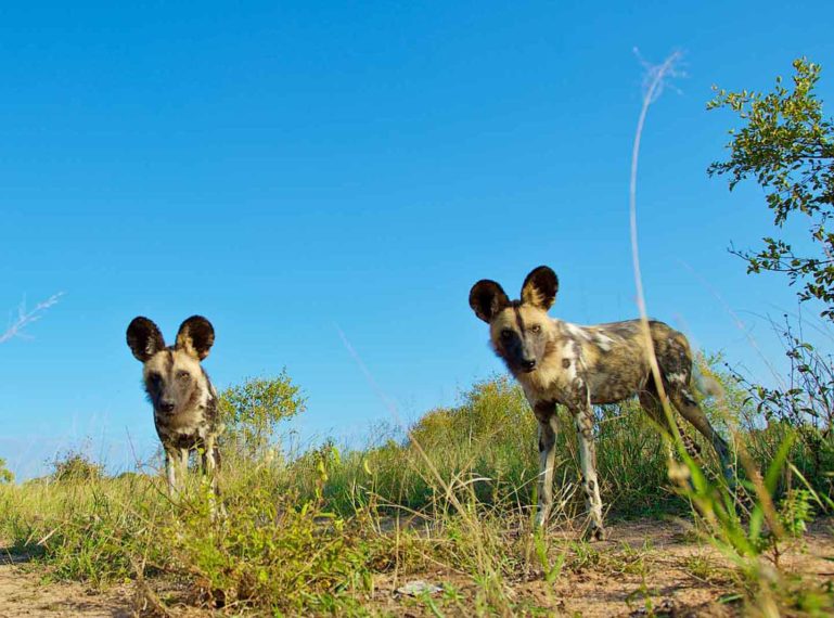 Umkumbe Safari Lodge Riverside: Authentic Kruger Safari in the Sabi Sand Area