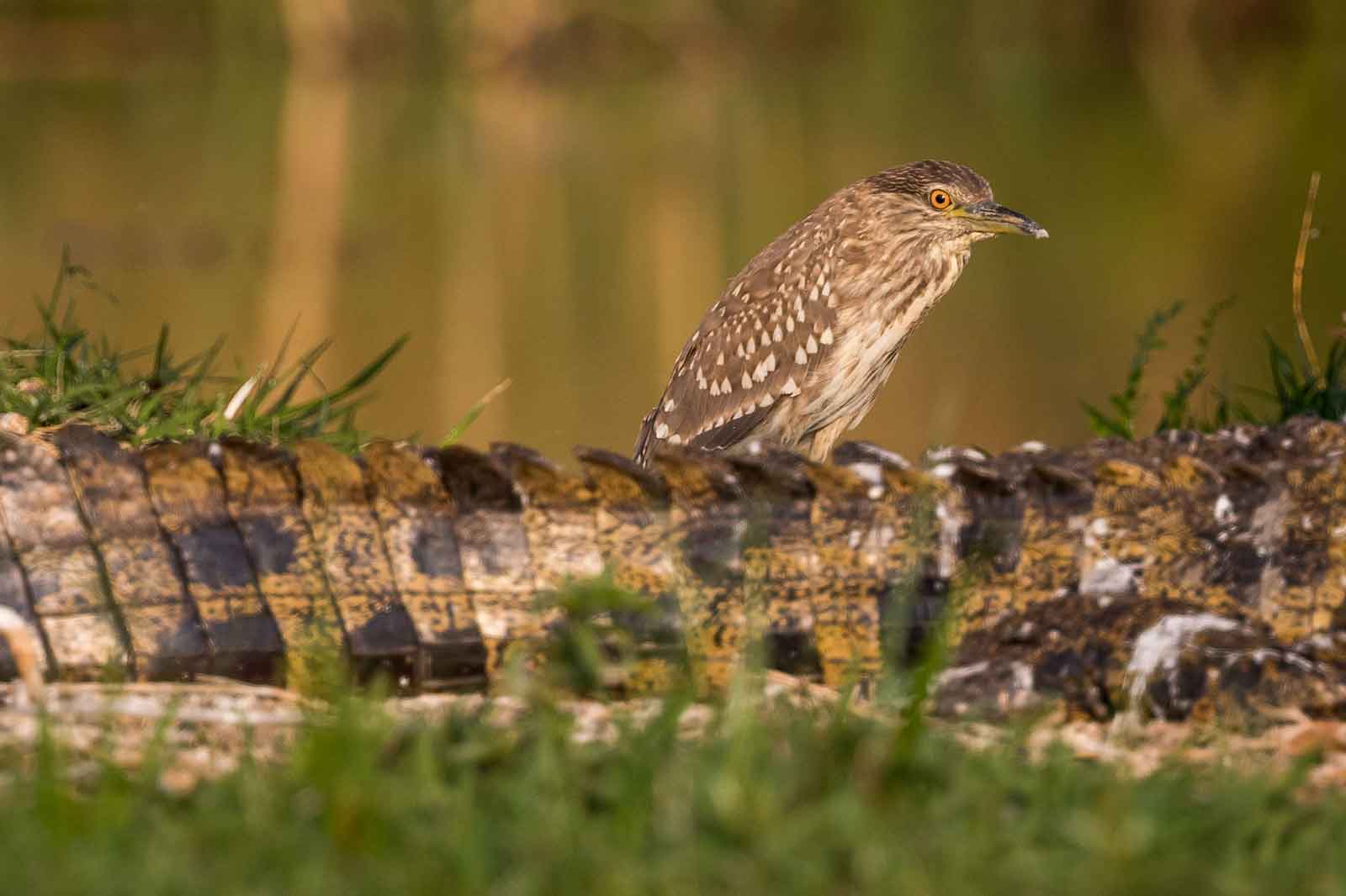 Mankwe Bird Croc