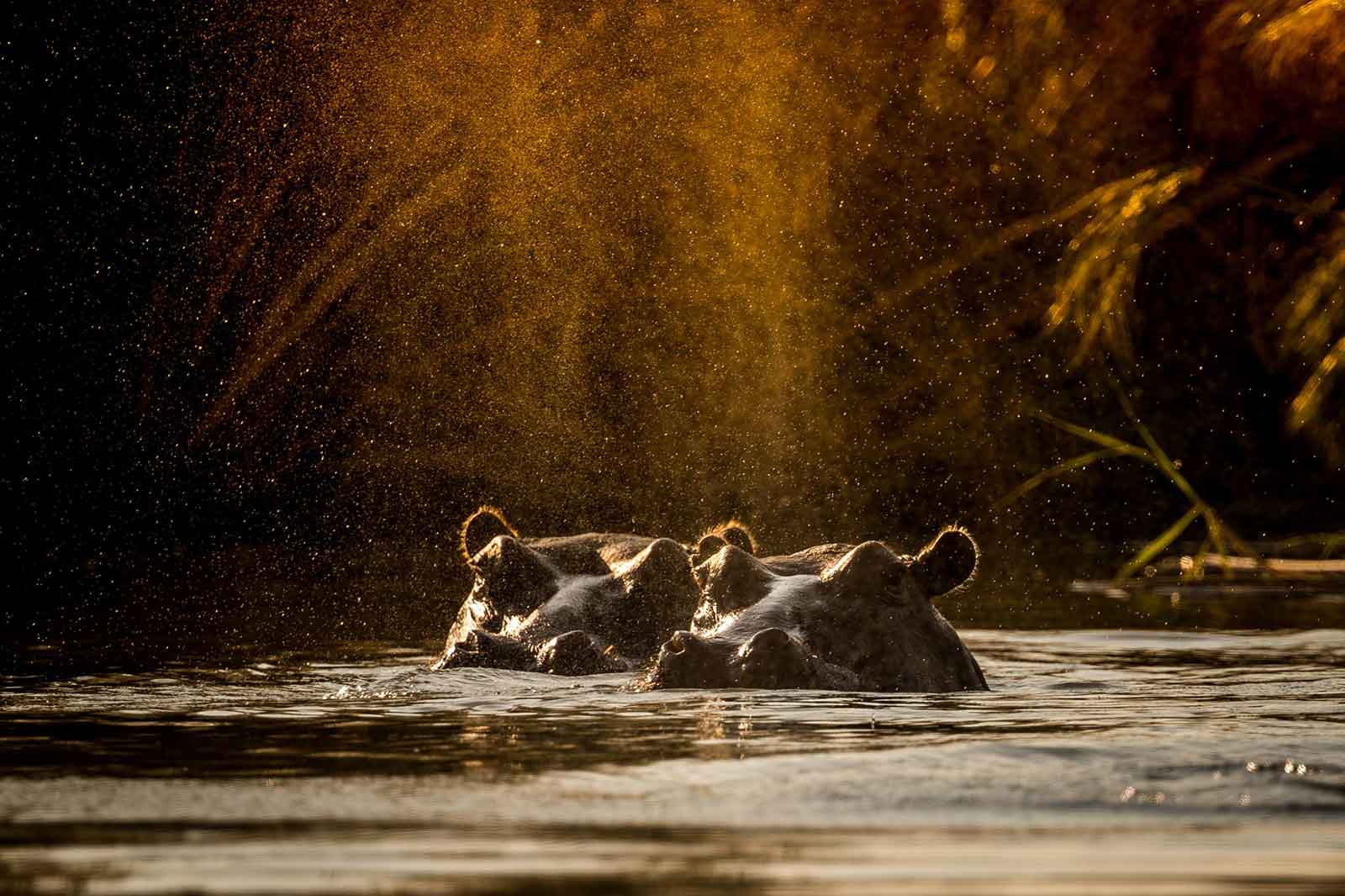Hippos in the Khwai River