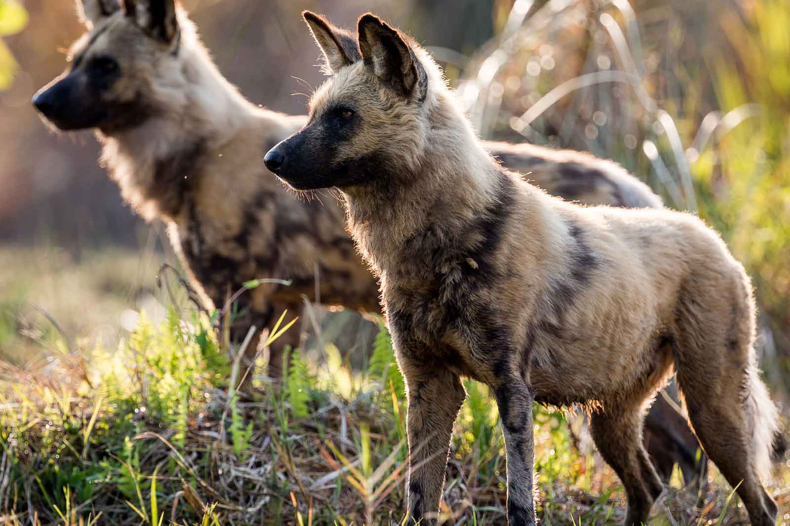 Wild Dogs in Khwai's Moremi