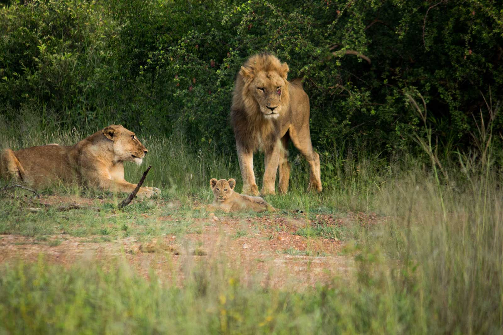 Vuyela Lion Cub