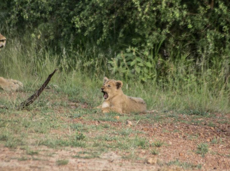 Little Lion Cubs in the Klaserie Private Nature Reserve