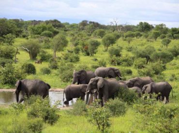 Mankwe Tented Retreat is thick in the throes of the emerald season, with sheets of rain replenishing the landscape on a regular basis. A recent Facebook post of ours briefly touched on Mankwe’s current sightings, so today we’re going to expand on Yolande’s recent update. From African wild dogs to elephants, awe-inspiring landscapes, and beautiful […]