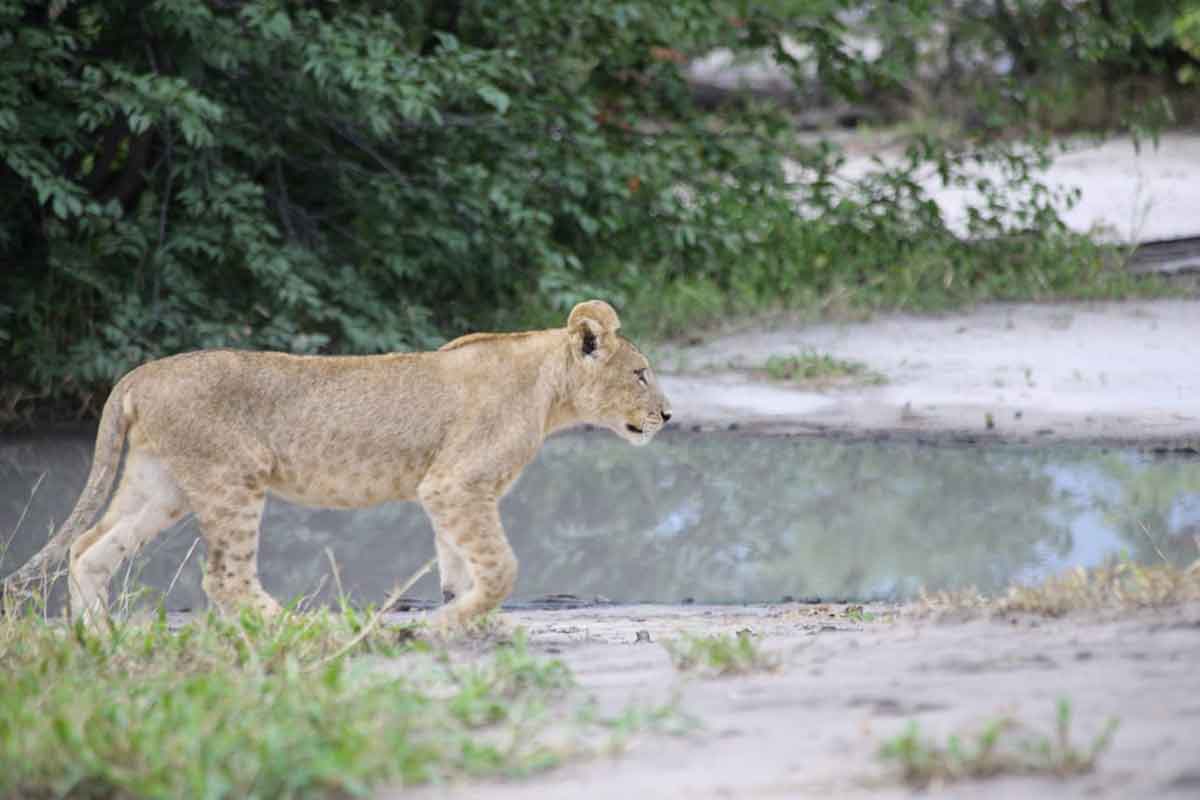 Botswana lions