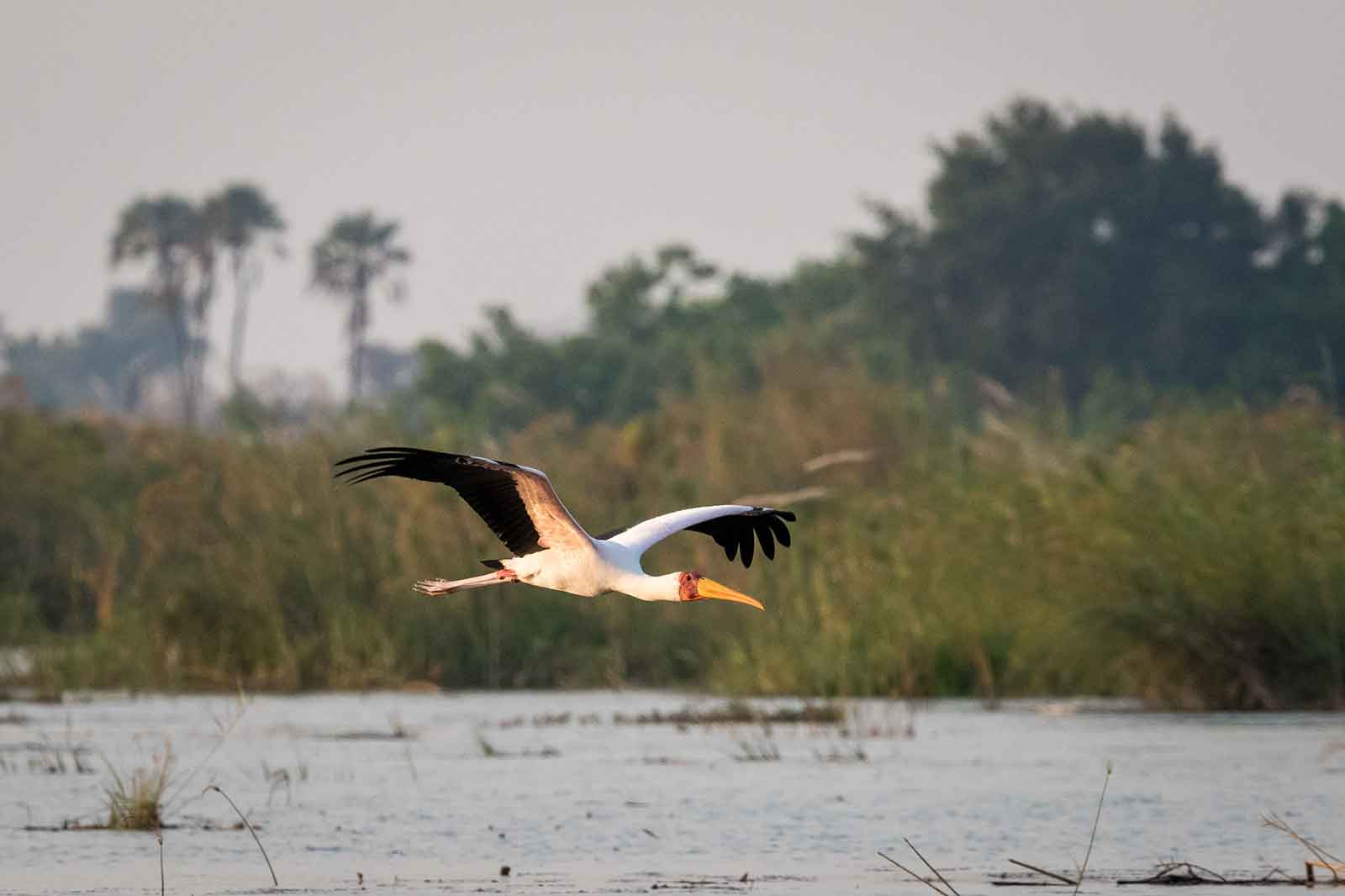 Mboma storks in the Delta