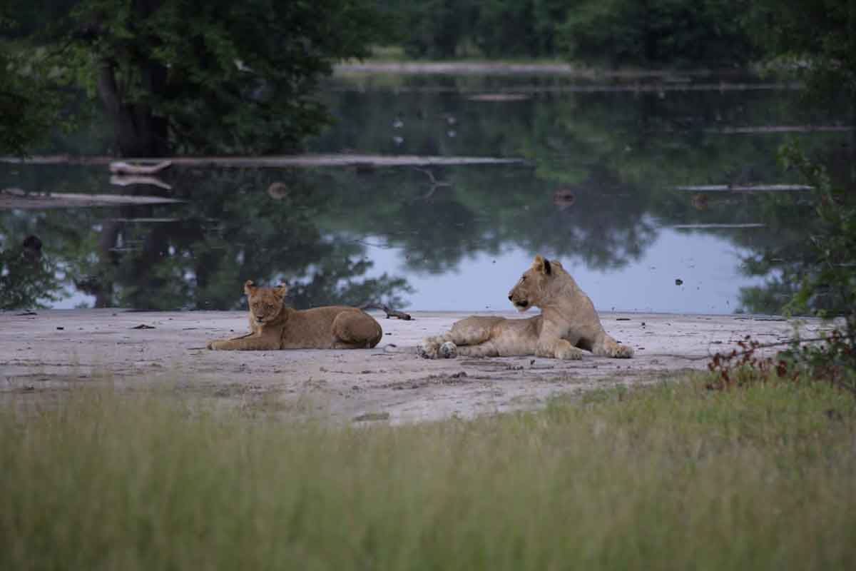 chobe national park lion cubs