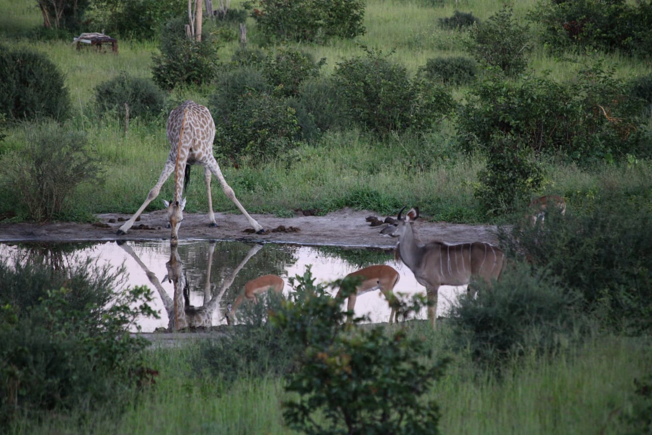 Giraffe at Waterhole