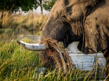 An Okavango Delta safari is a completely sensory experience designed to foster a profound connection with the Delta’s diverse ecosystems. Most of our blog posts focus on sight, where we discuss what we’ve observed unfolding in the fold. Because we live in such a visual world, we tend to favour images and carefully curated videos […]