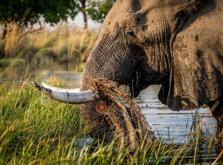 The Orchestra that is the Okavango Delta’s Symphony