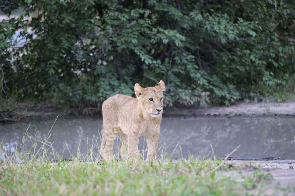 lion cub Chobe