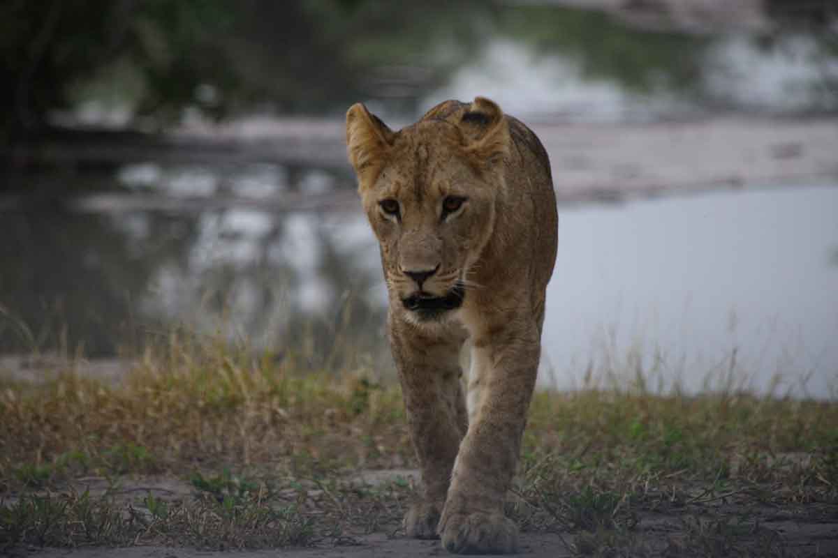 lion cubs Botswana