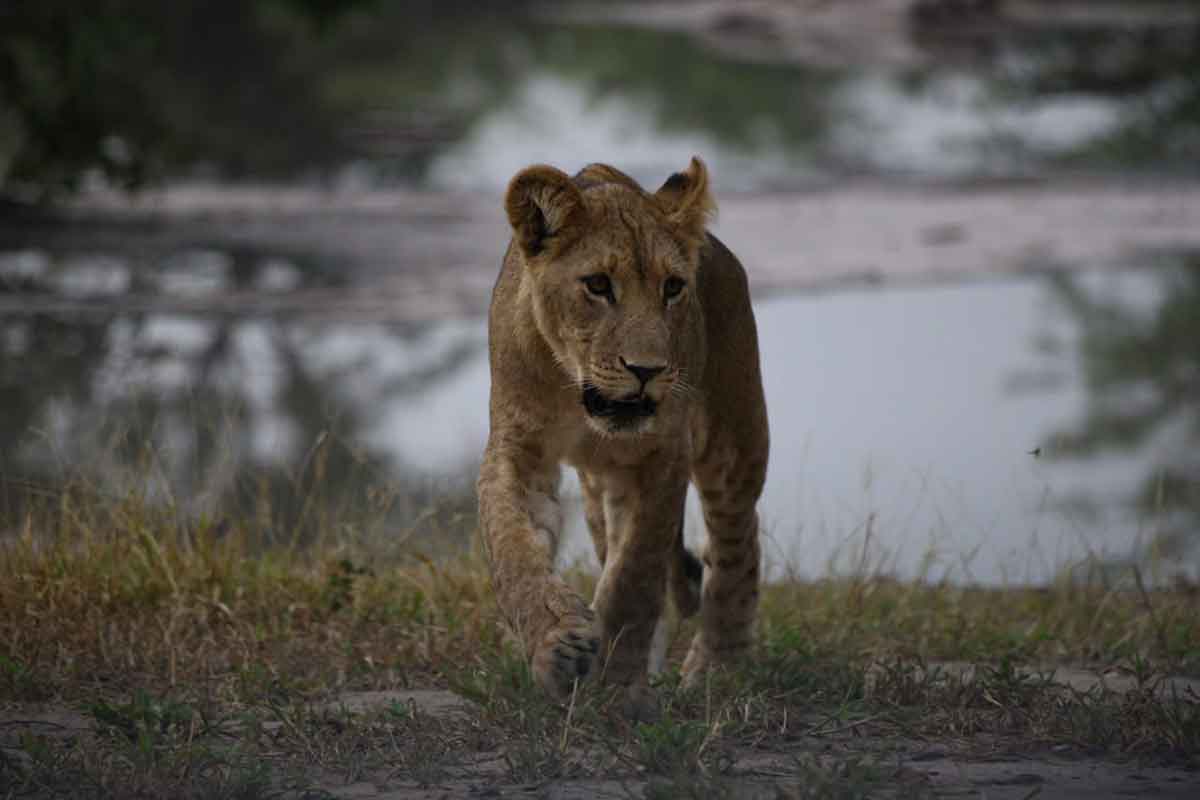 lion cubs Mankwe Tented Retreat
