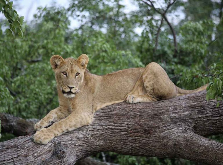 Chobe Lion Pride Spotted at Mankwe Tented Retreat