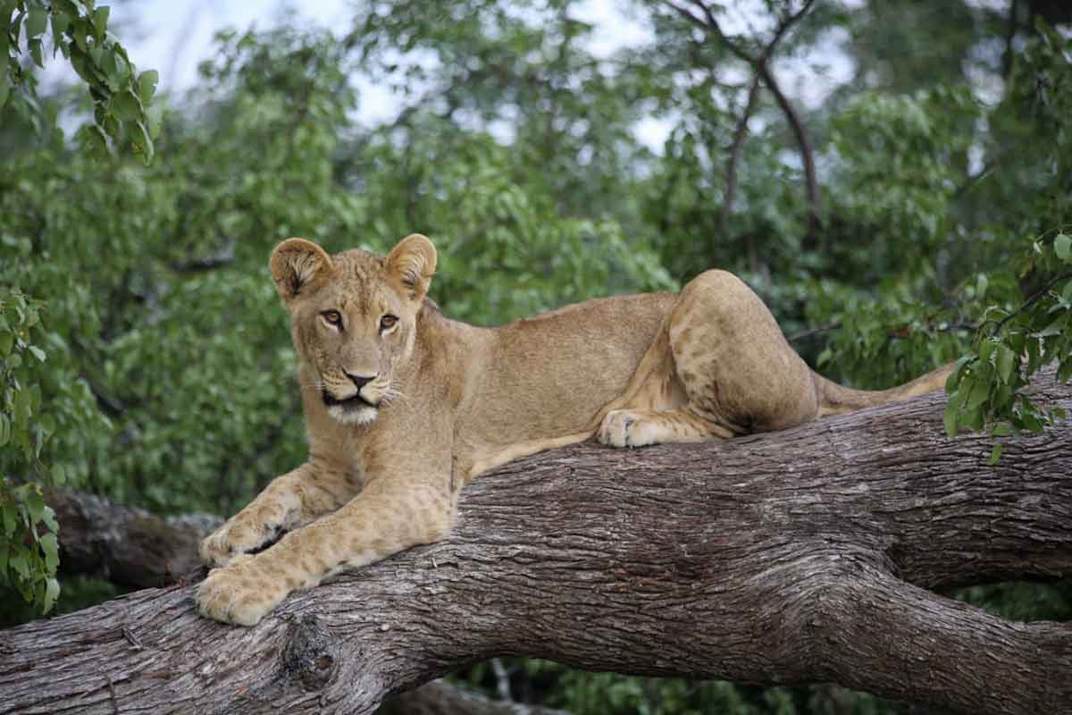 lion cubs khwai okavango