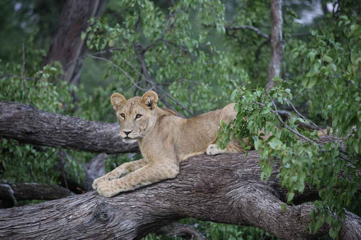 lion cubs mankwe