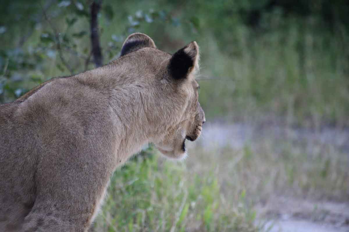 lioness okavango delta