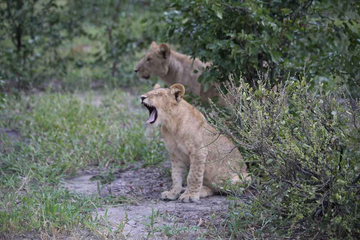 lions roaring