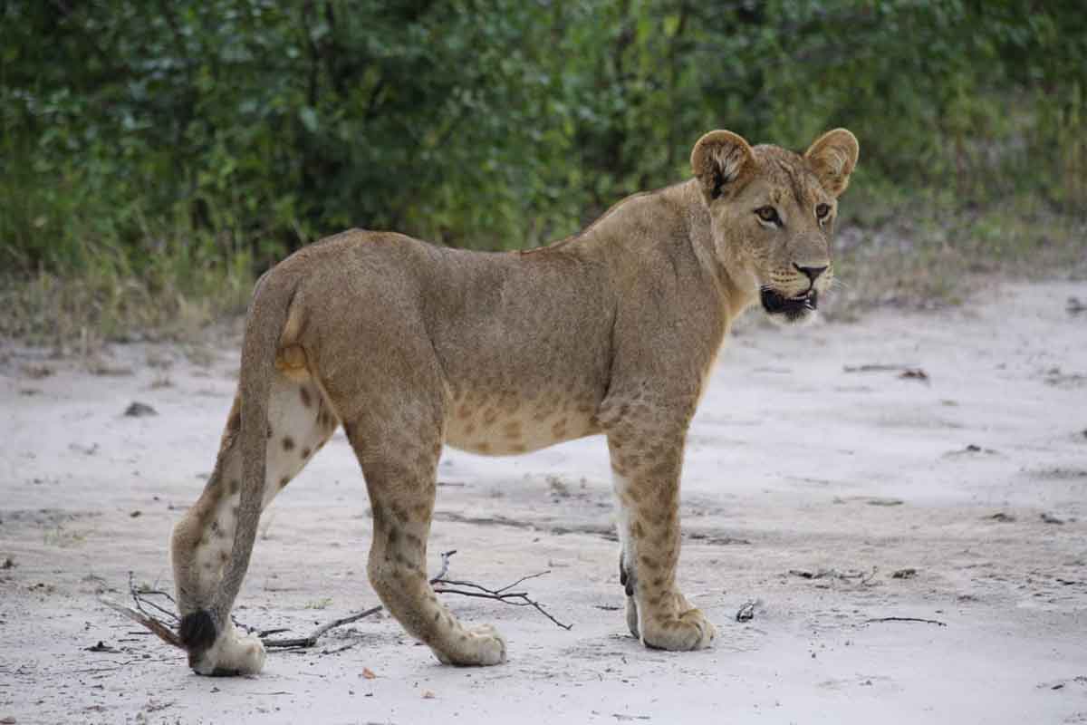 mankwe lion cubs