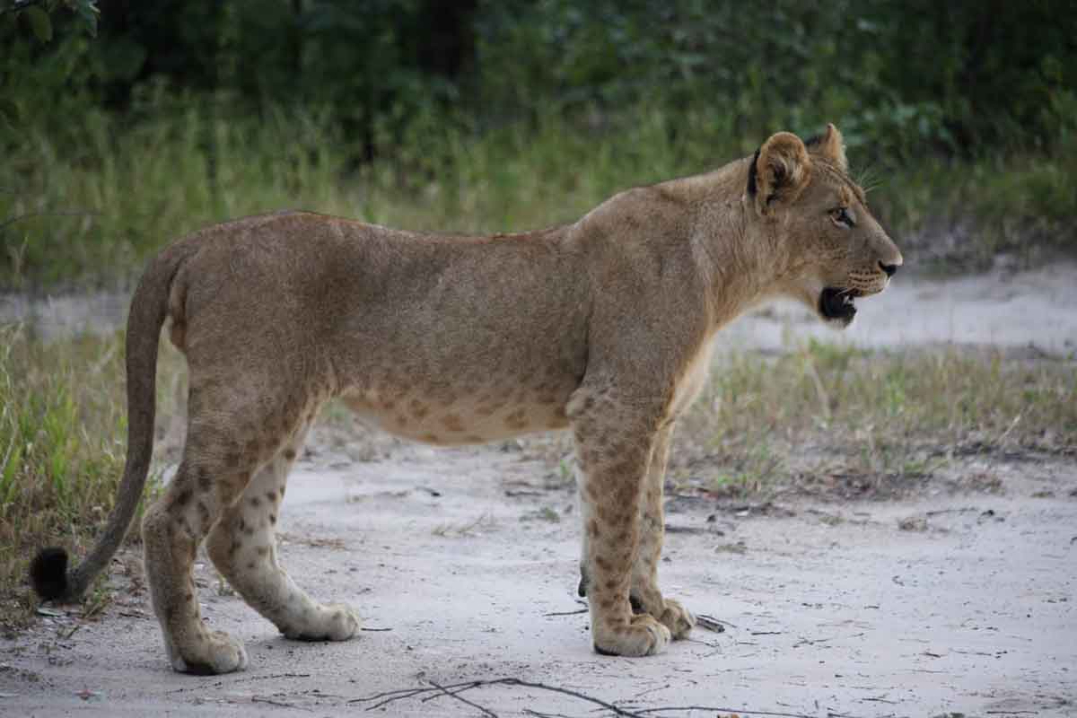 mottled lion cubs Botswana