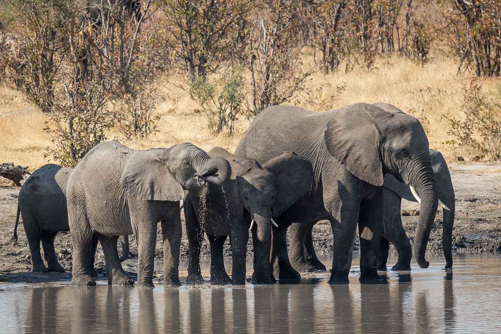 Mankwe Elephant Herds