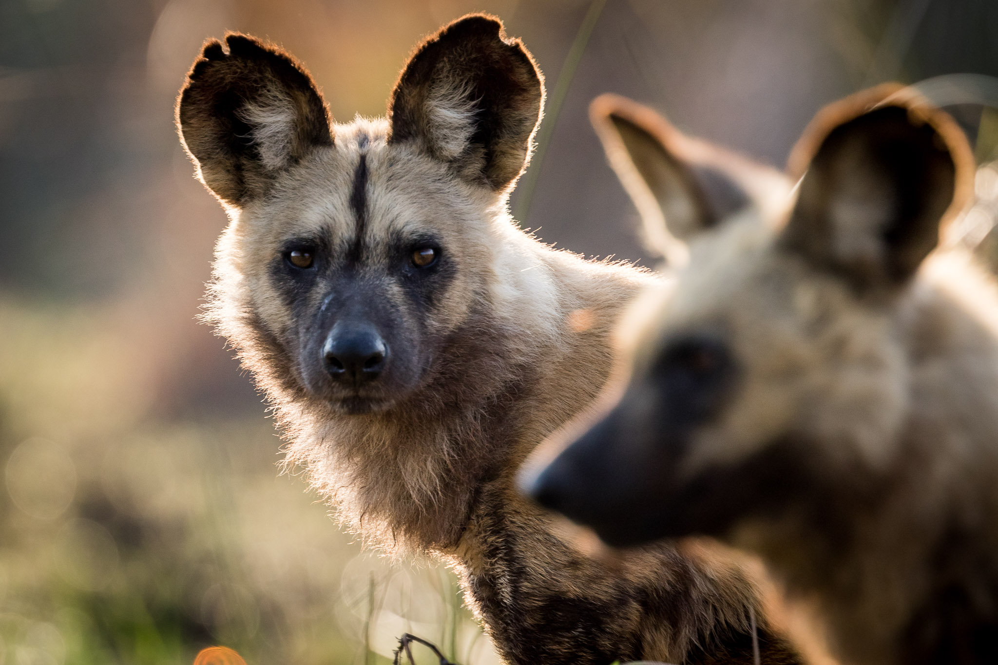 African Wild Dogs in Moremi
