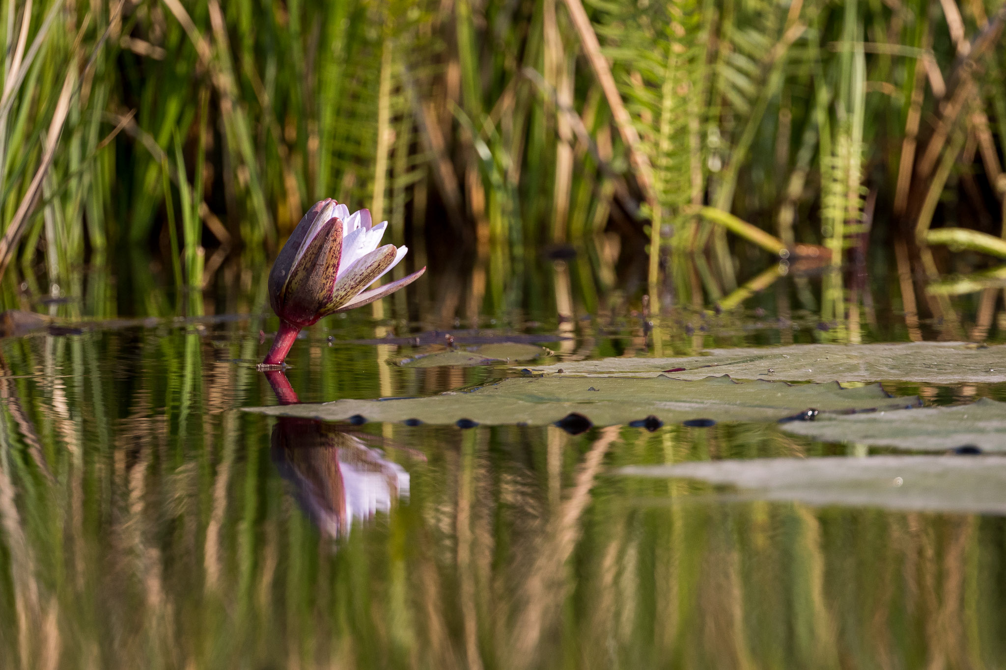 Okavango Delta Lily