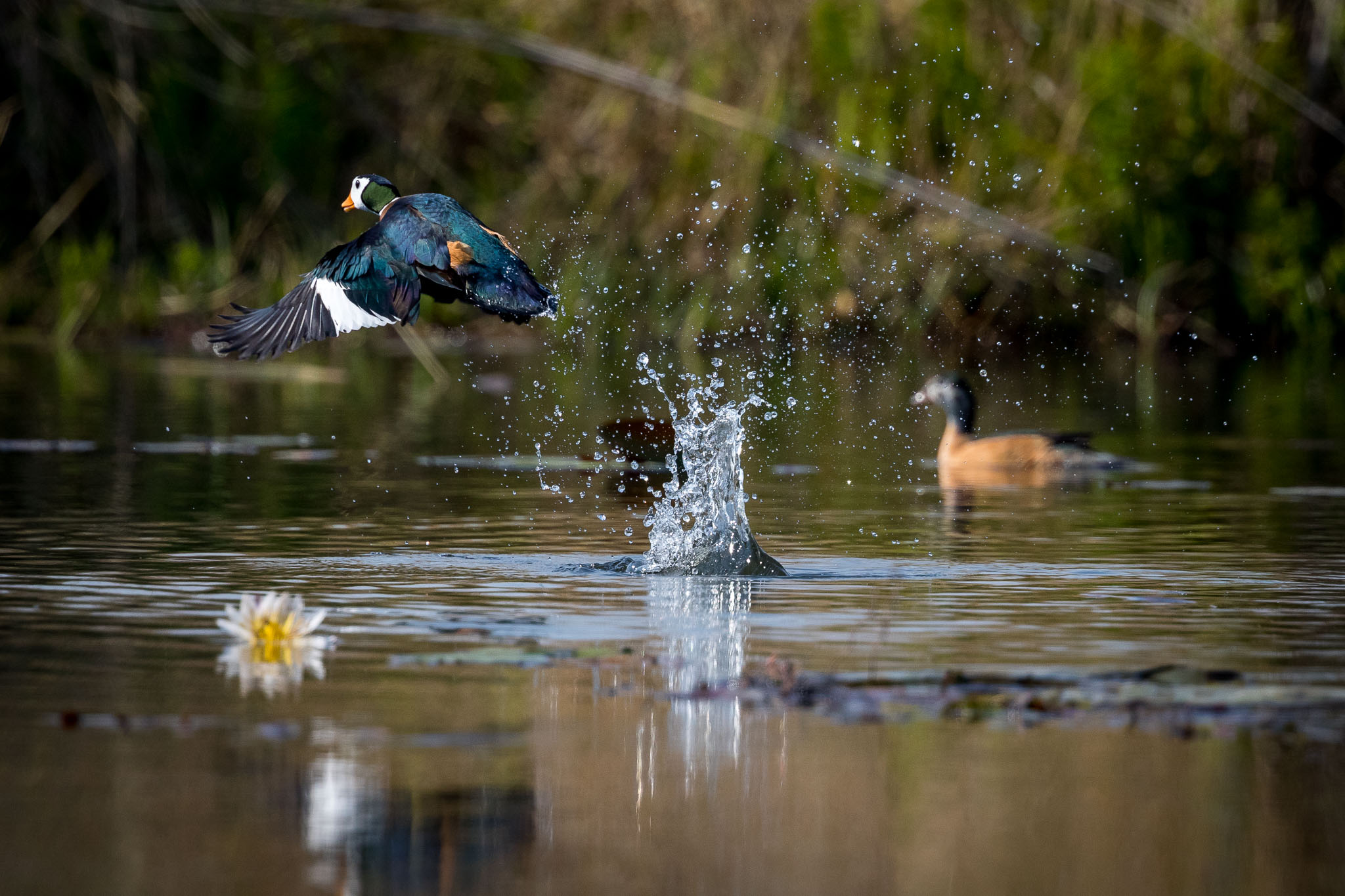 Waterbirds Okavango Delta