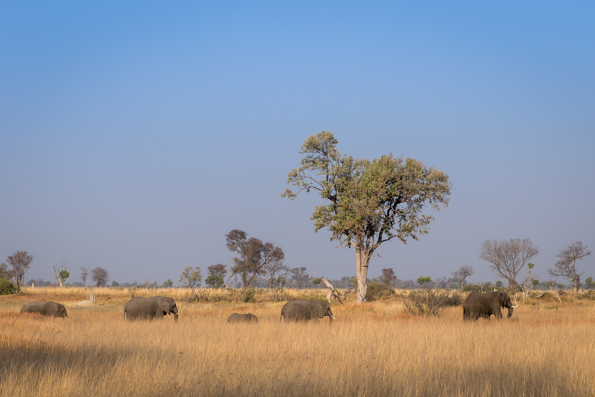 Elephants in Moremi Game Reserve