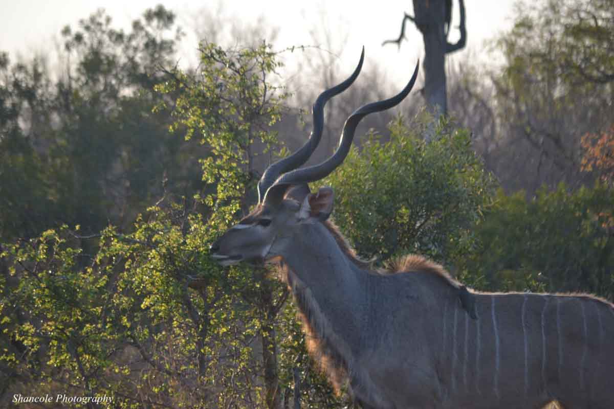 Kudu at Umkumbe
