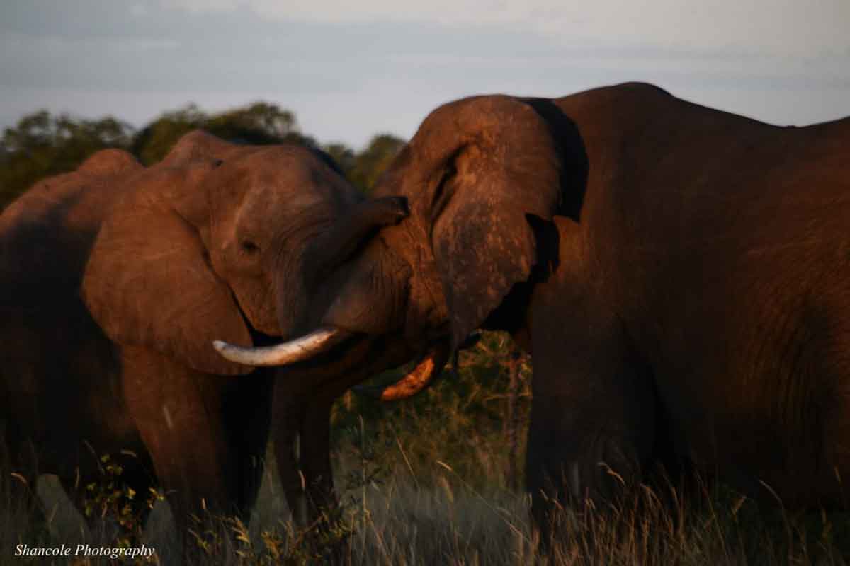 Umkumbe Elephants